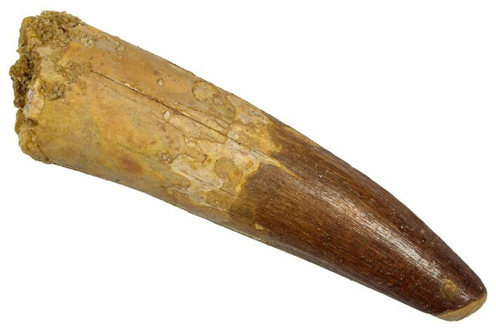 Fossil Spinosaurus Tooth - Feeding Worn Tip #345416